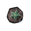 Astrophytum Myrostigma (Bishop’s Hat) Cactus