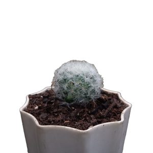 Mammillaria Plumosa Cactus Plant