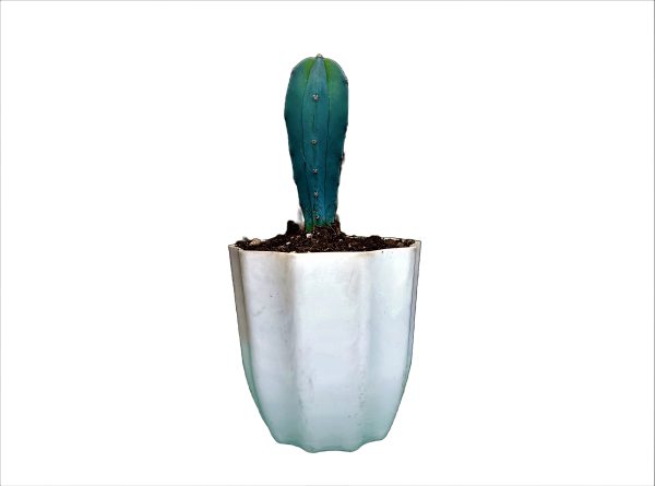 Blue candle cactus