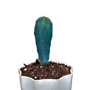 Myrtillocactus Geometrizans (Blue Candle) Cactus