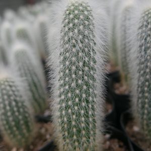 Cleistocactus Strausii (Silver Torch) Cactus