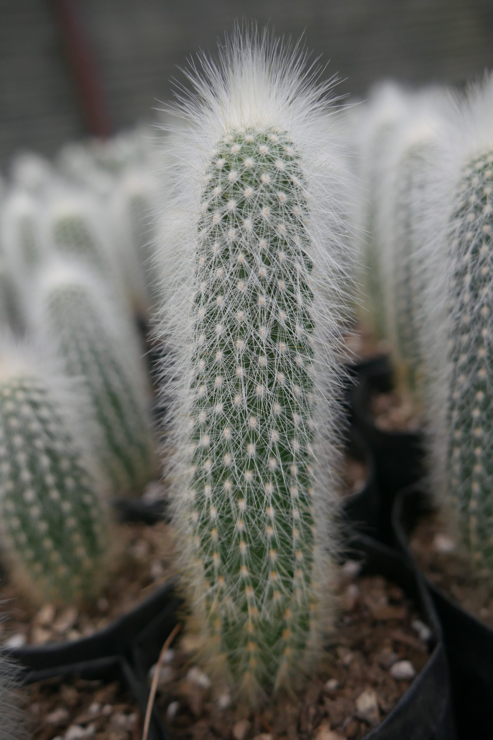 Cleistocactus Strausii (Silver Torch) Cactus