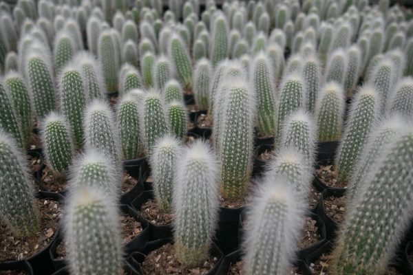 Cleistocactus Strausii (Silver Torch) Cactus