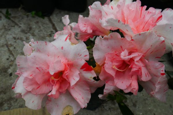 Azaleas