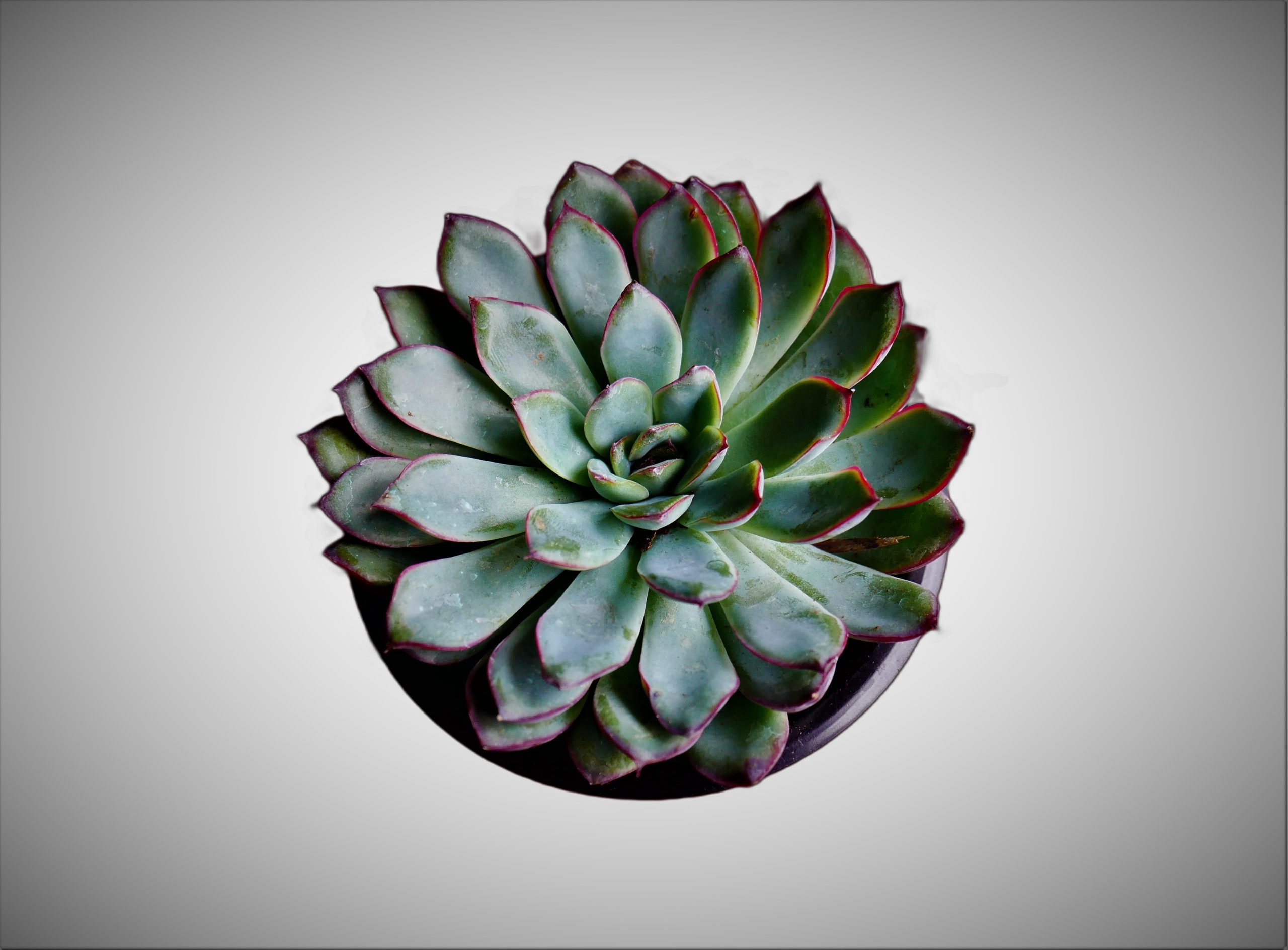 Embracing the Enchanting Echeveria Succulent: Find Your Perfect Match at Frek!