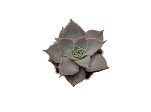 Madiba Succulent