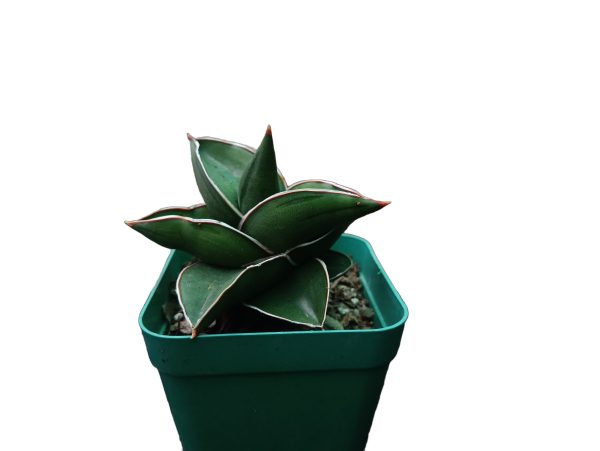 Sansevieria Ehrenbergii