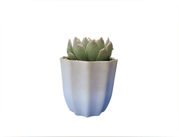 Hybrid Echeveria Succulent Plant