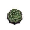 Hybrid Echeveria
