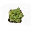 Haworthia Mutica Hybrid