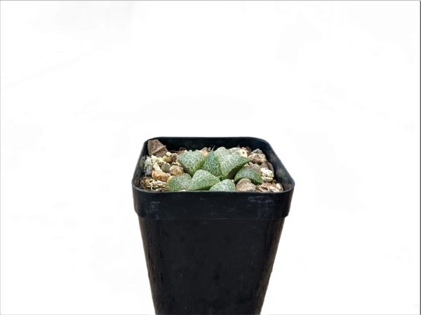 "Low-Maintenance Charm: Howarthia Pygmaea Succulent."