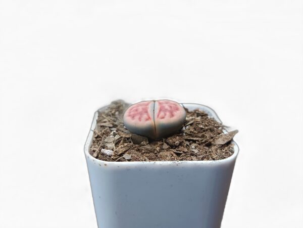 "Fascinating Living Stones: Lithops karasmontana Collection at Frek"