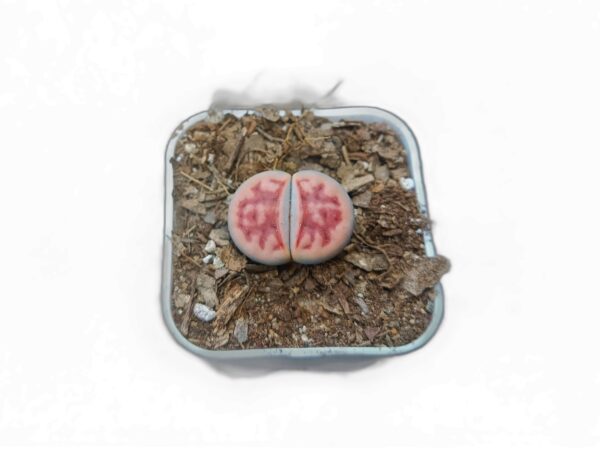 "Nature's Living Masterpieces: Lithops karasmontana - Shop at Frek"