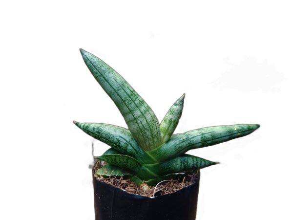 "Sensevieria Boncel: Easy-care indoor plant"