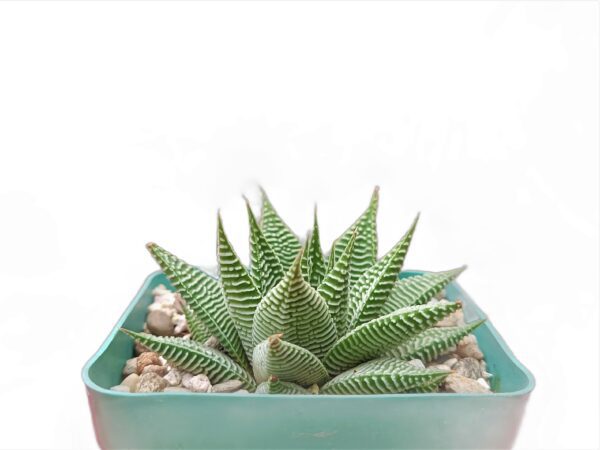 Unique Striped Succulent - Get the Haworthia Limifolia Striata Hybrid now!