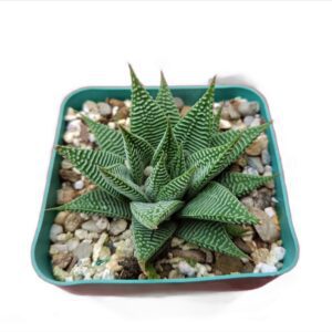 Mesmerizing Haworthia Limifolia Striata Hybrid - Striped Succulent Beauty!