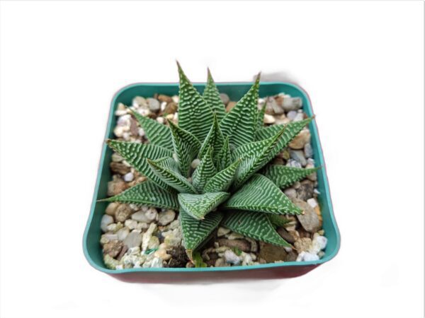 Mesmerizing Haworthia Limifolia Striata Hybrid - Striped Succulent Beauty!