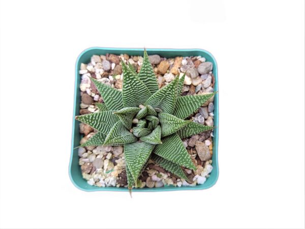 Mesmerizing Haworthia Limifolia Striata Hybrid - Striped Succulent Beauty!