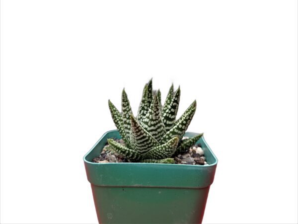 Close-up of Tears of Angel Hybrid Succulent with Translucent Leaves