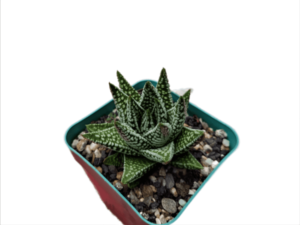 Nature's Artistry on Display: Mesmerizing Haworthia Hybrid Succulent Plant