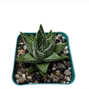 Ethereal Beauty: Tears of Angel Succulent with Intricate Leaf Patterns