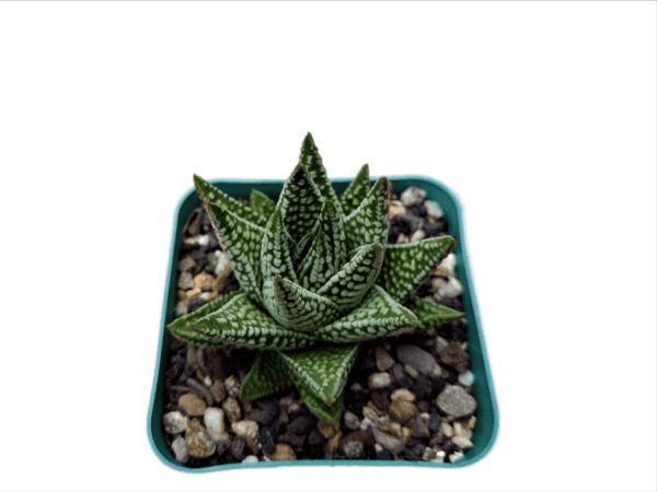 Ethereal Beauty: Tears of Angel Succulent with Intricate Leaf Patterns