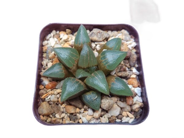 Lush rosettes with mesmerizing patterns on the Haworthia Bayeri Hybrid.