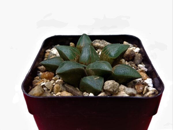 Close-up of the beautiful Haworthia Bayeri Hybrid succulent.