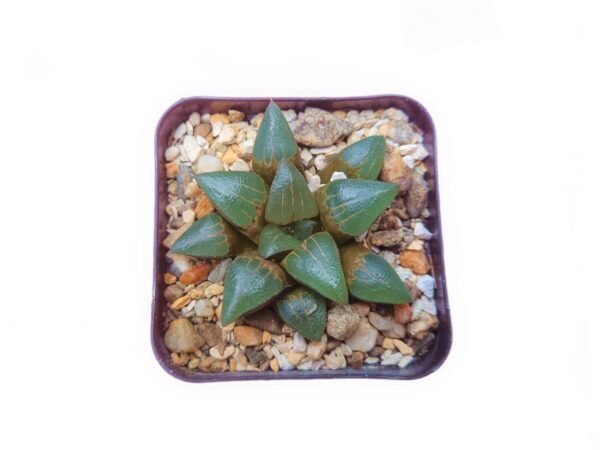 Exquisite succulent in varying shades of green and pink - perfect for any collection.