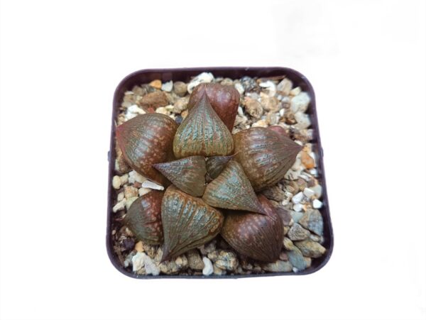 Exquisite rosette-shaped Pink Lady Haworthia plant for sale.