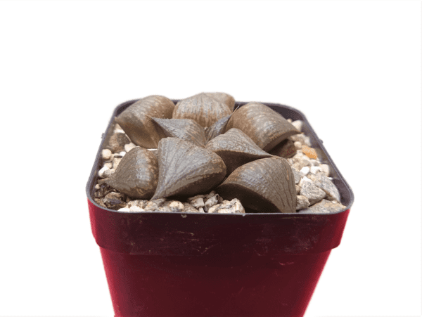 Close-up of Pink Lady Haworthia succulent with pink-tinted leaves.