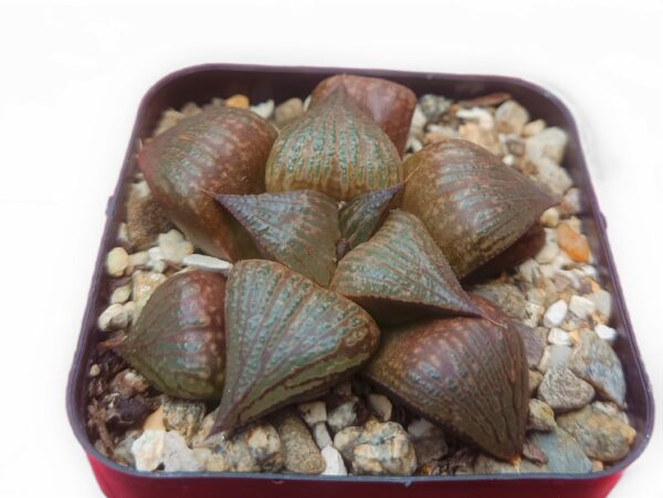 Rare Pink Lady Haworthia - low-maintenance and stunning.