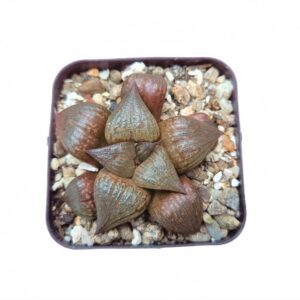 Buy Pink Lady Haworthia at Frek - Elevate your plant collection!