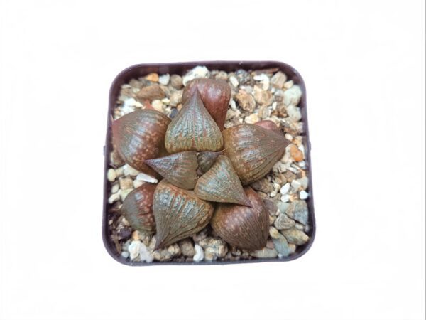 Buy Pink Lady Haworthia at Frek - Elevate your plant collection!