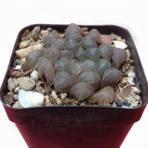 A cluster of Howarthia Cooperi Variegated succulents: Geometric rosettes with translucent windowed leaves