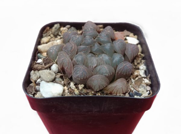 A cluster of Howarthia Cooperi Variegated succulents: Geometric rosettes with translucent windowed leaves