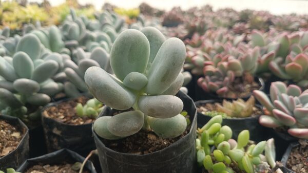 Moonstone Pachyphytum Oviferum succulent with pale pink and purple leaves.