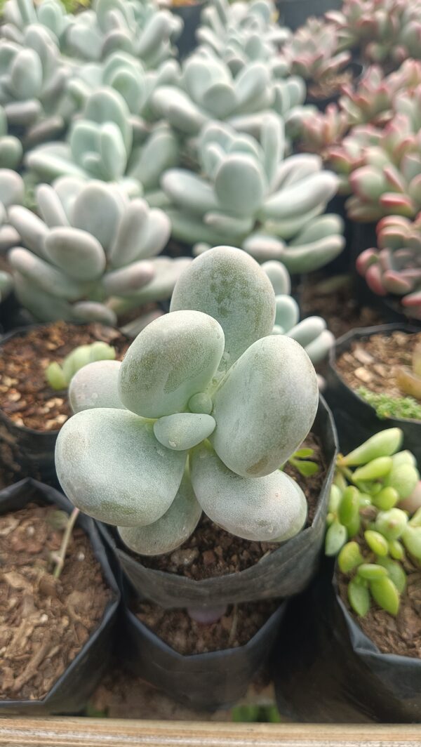 Close-up of Moonstone succulent with round, plump leaves.