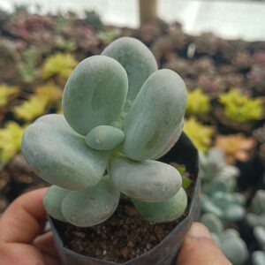 Beautiful Moonstone Pachyphytum Oviferum in a decorative pot.