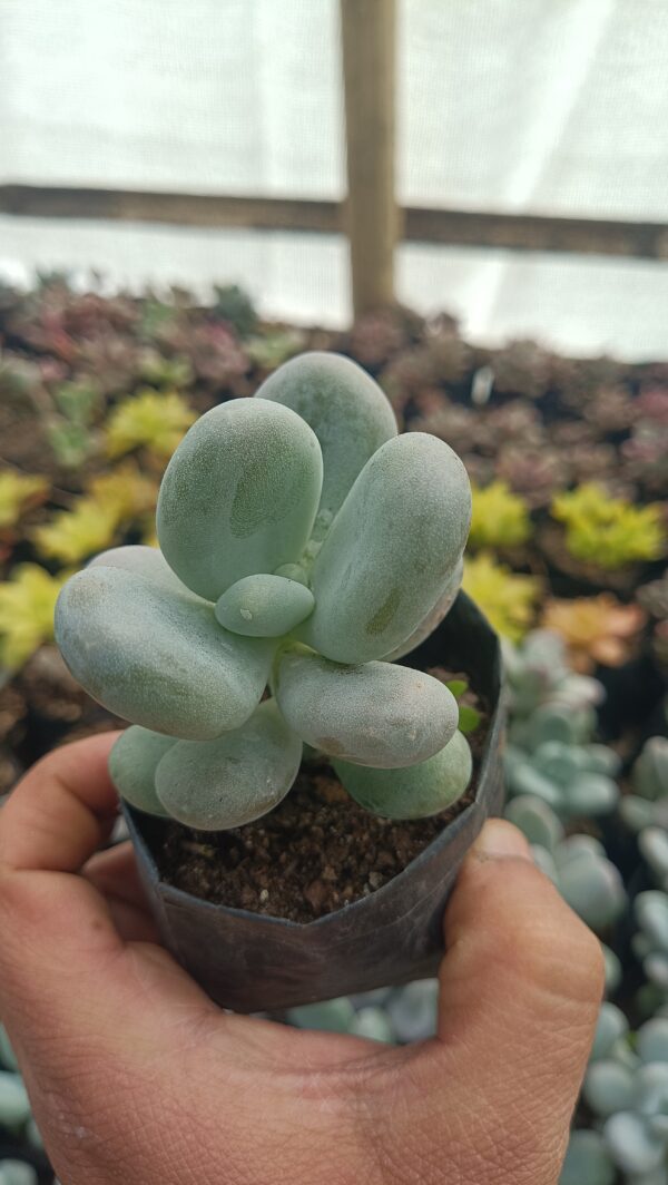 Beautiful Moonstone Pachyphytum Oviferum in a decorative pot.