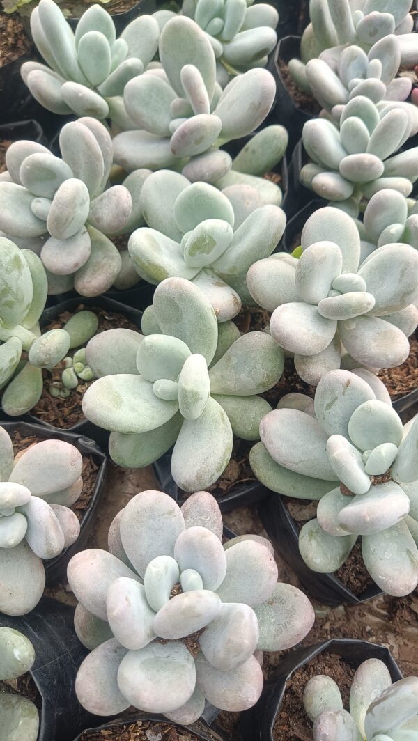 Moonstone Pachyphytum Oviferum plant on a windowsill, basking in sunlight.