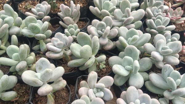 Soft pastel Moonstone succulent in a minimalist indoor garden.