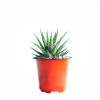 buy howarthia zebra