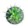 buy haworthia zebra only in frek.in