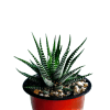 Buy howarthia zebra