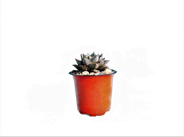 buy 'Echeveria Purpusorum at frek