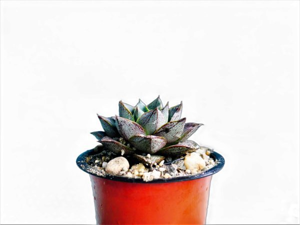 buy 'Echeveria Purpusorum at frek