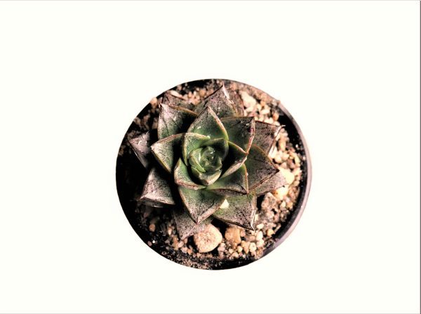 'Echeveria Purpusorum at frek