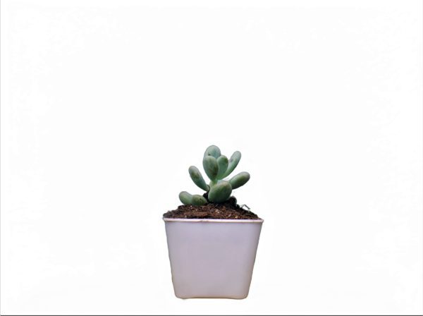 Pachyphytum Oviferum Succulent Plants