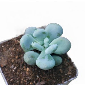 (Pachyphytum Oviferum Moon Stone Succulent Plant